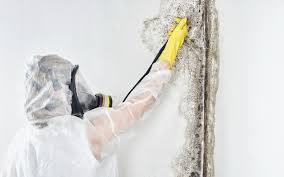 Mold Removal for HVAC Installations in Mount Gay Shamrock, WV